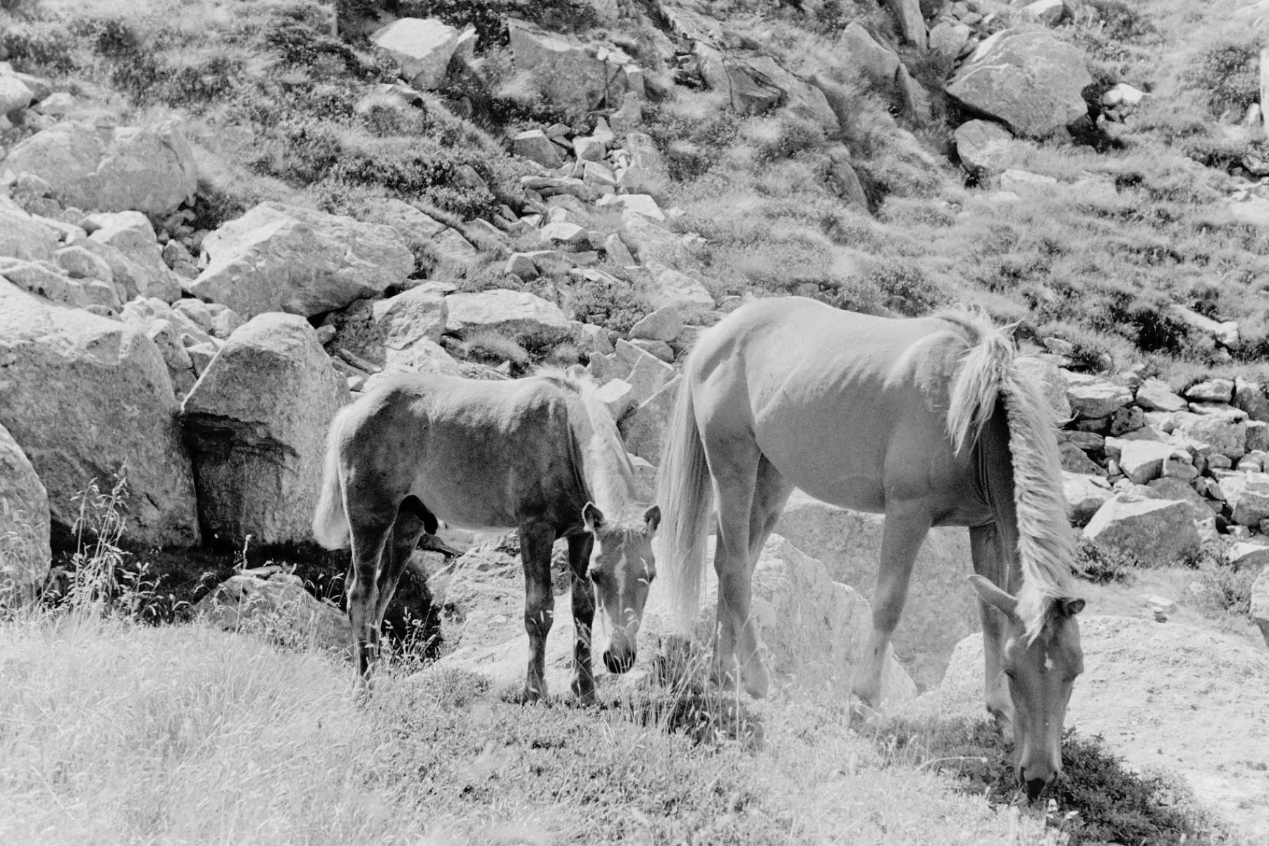 Outlet Earl Grey B&W 35 mm ISO 100 – Pack of 3 35 Mm Film