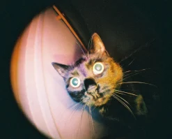 Store Fisheye Baby Bauhaus Edition Experimental|110 Cameras