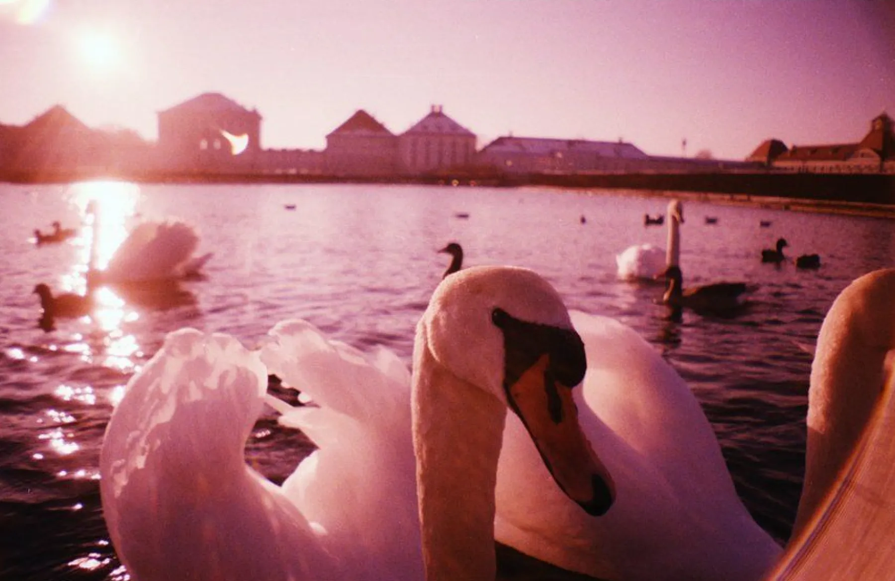 Cheap La Sardina Camera 8Ball Edition Experimental