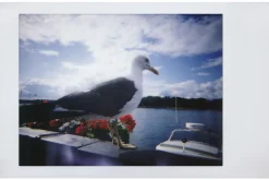 New Lomo’Instant All you need Bundle Cameras
