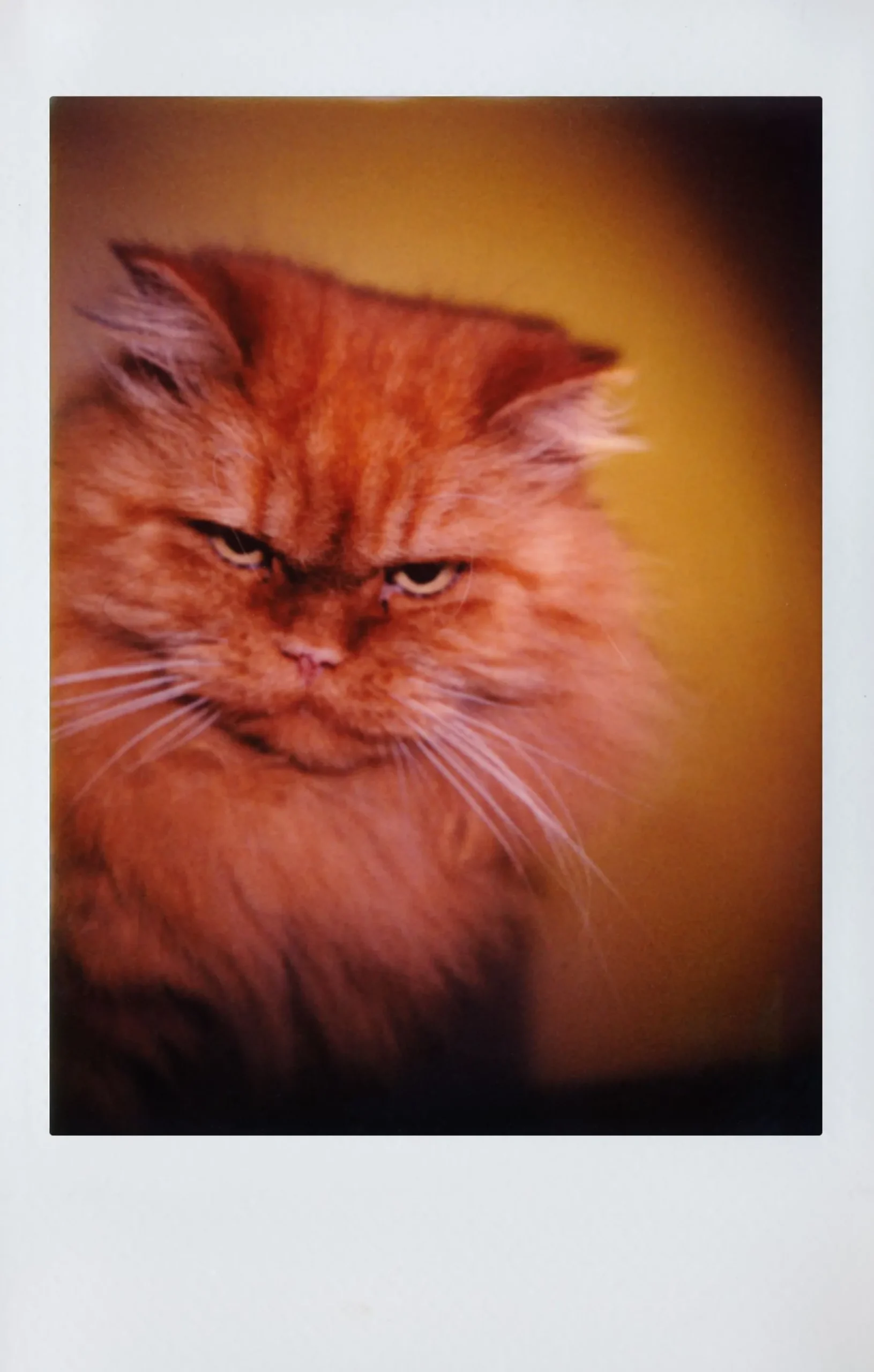 Discount Lomo’Instant Automat Glass Kilimanjaro Edition Cameras