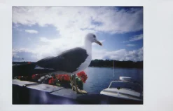 Best Sale Lomo’Instant Camera Black Edition Cameras