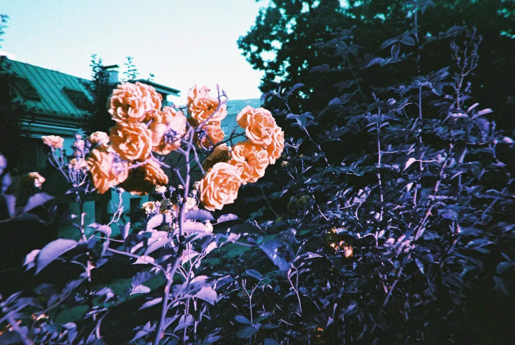 Fashion Simple Use Reloadable Film Camera LomoChrome Purple Lomochrome Films|Simple Use