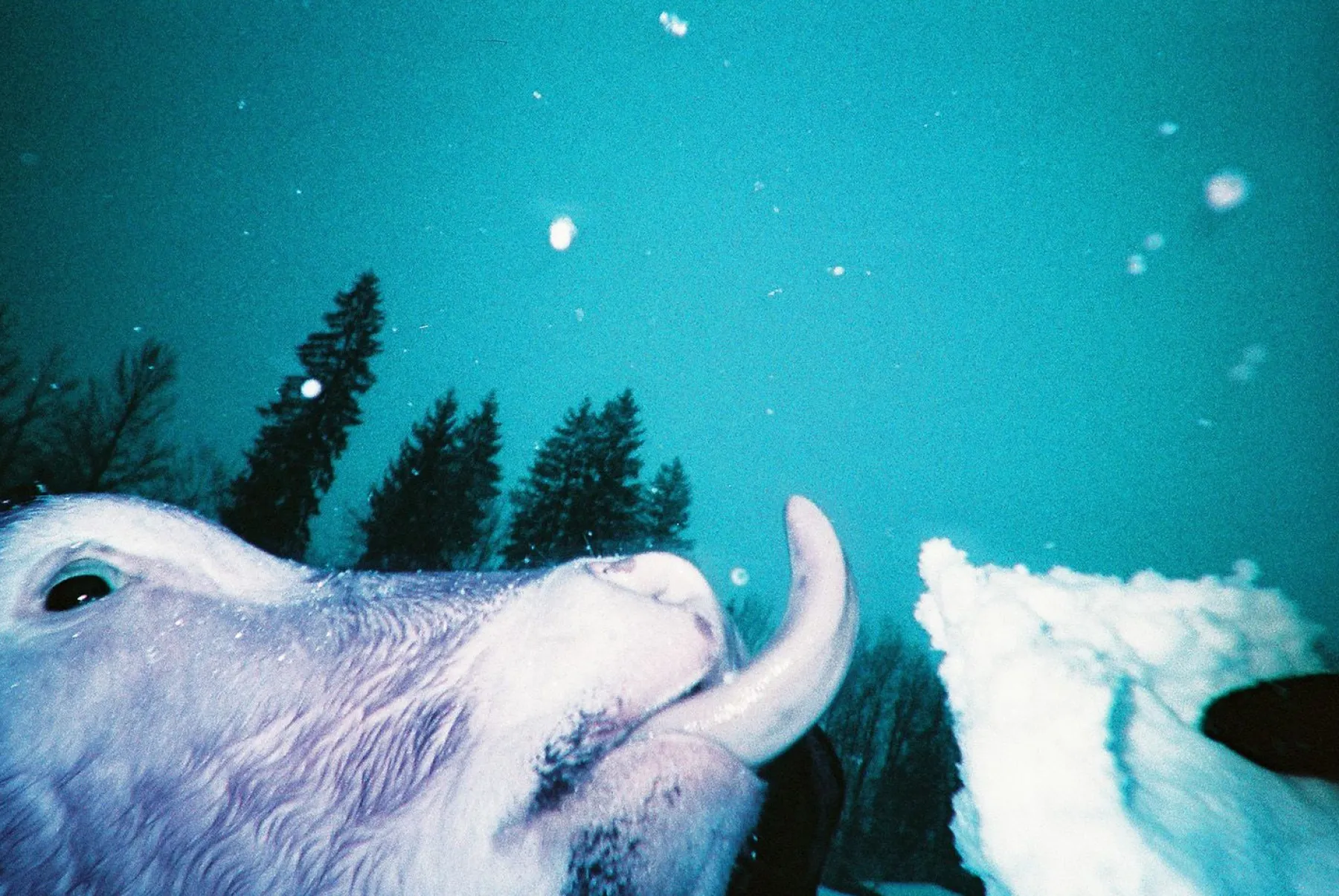 Fashion Simple Use Reloadable Film Camera LomoChrome Purple Lomochrome Films|Simple Use